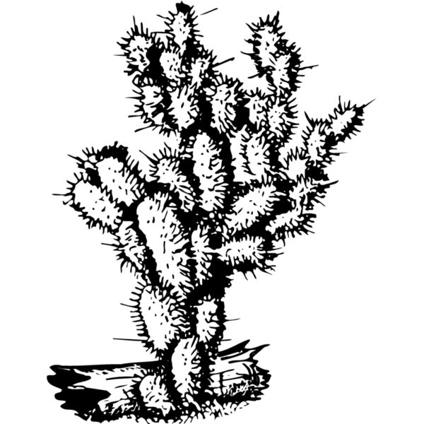 CACTUS09 Thumbnail